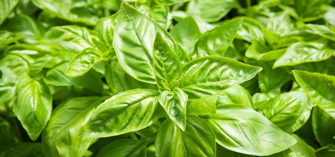 Basil oil