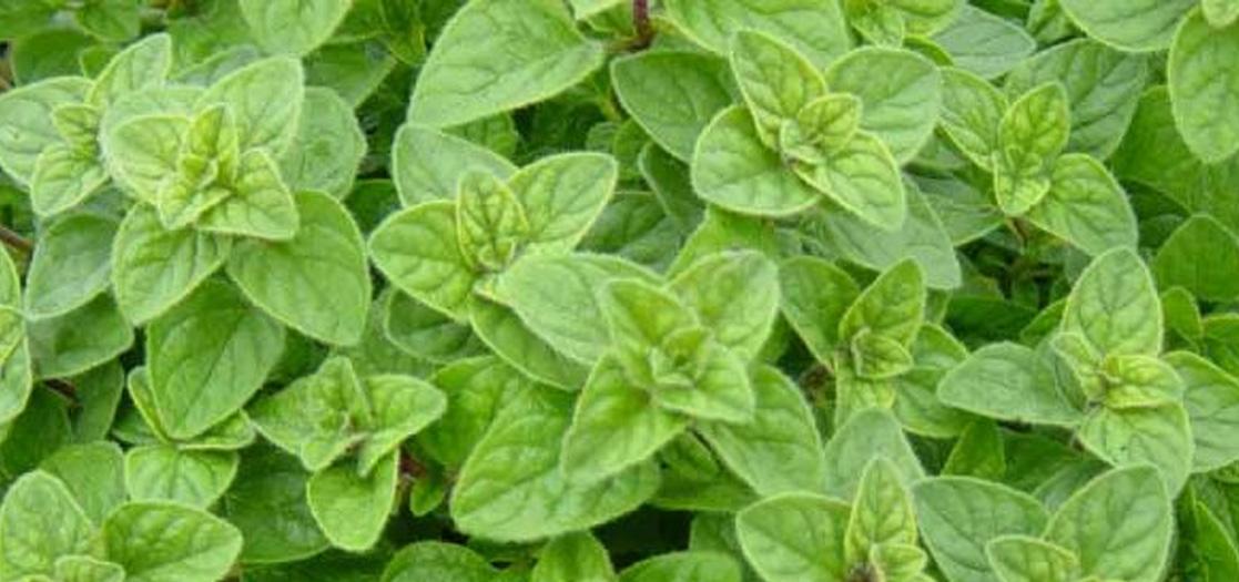 Oregano Oleoresin