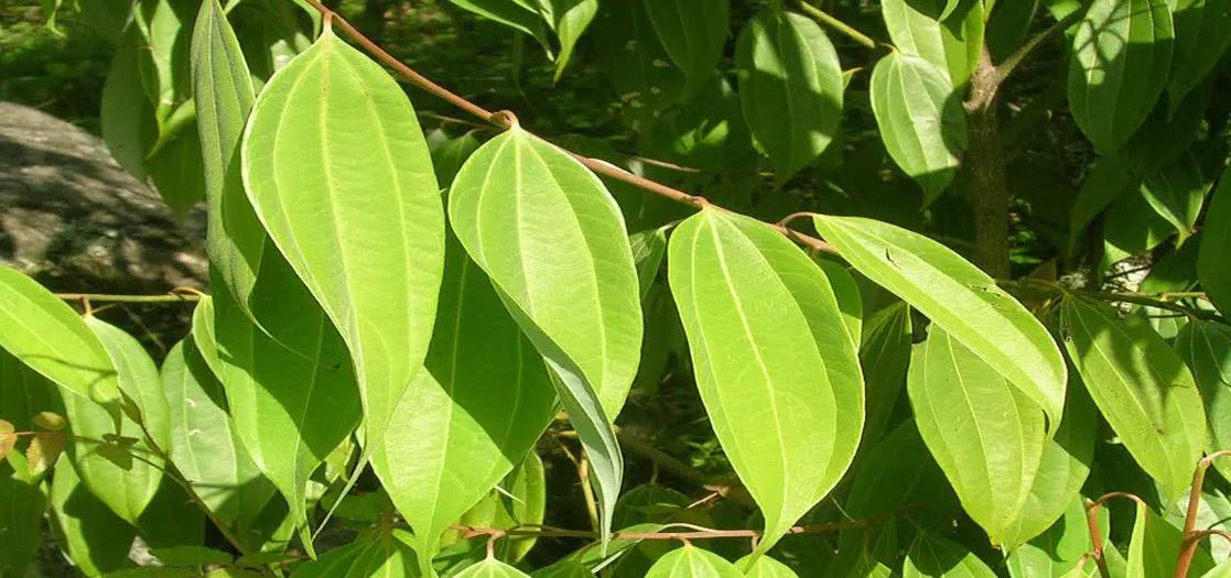 Cinnamon Leaf Oil