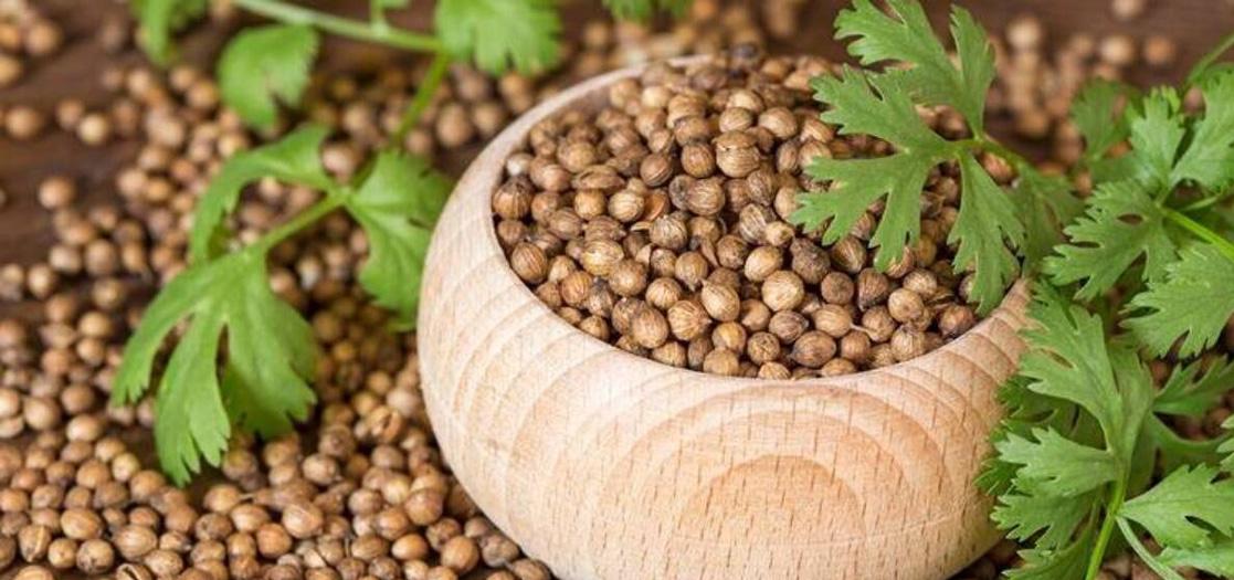 Coriander Seed Oil