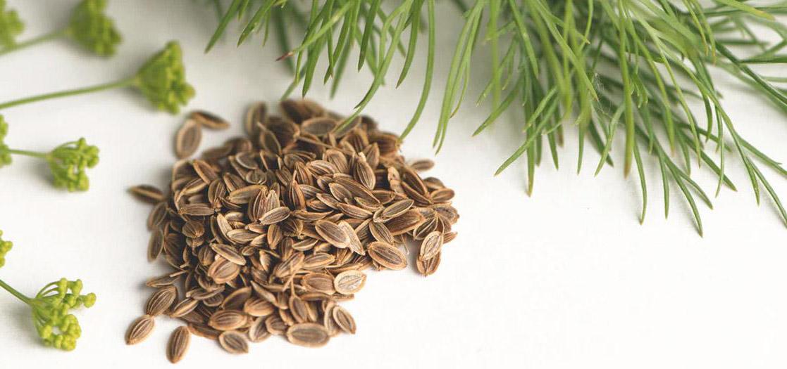 Dill Seed Oil