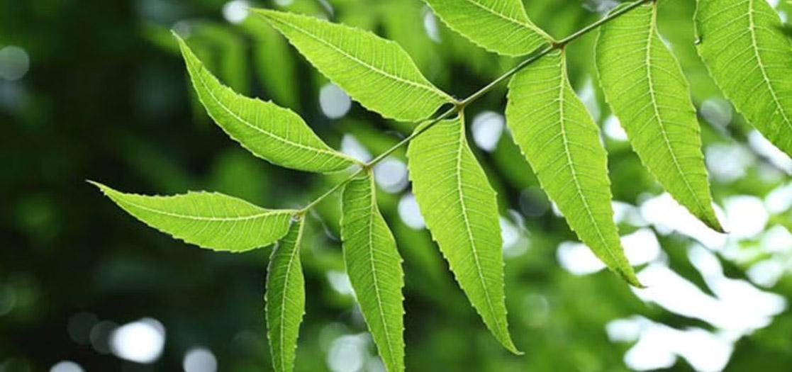 Neem Oil