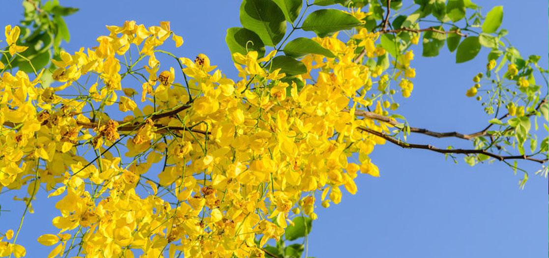 Amaltas