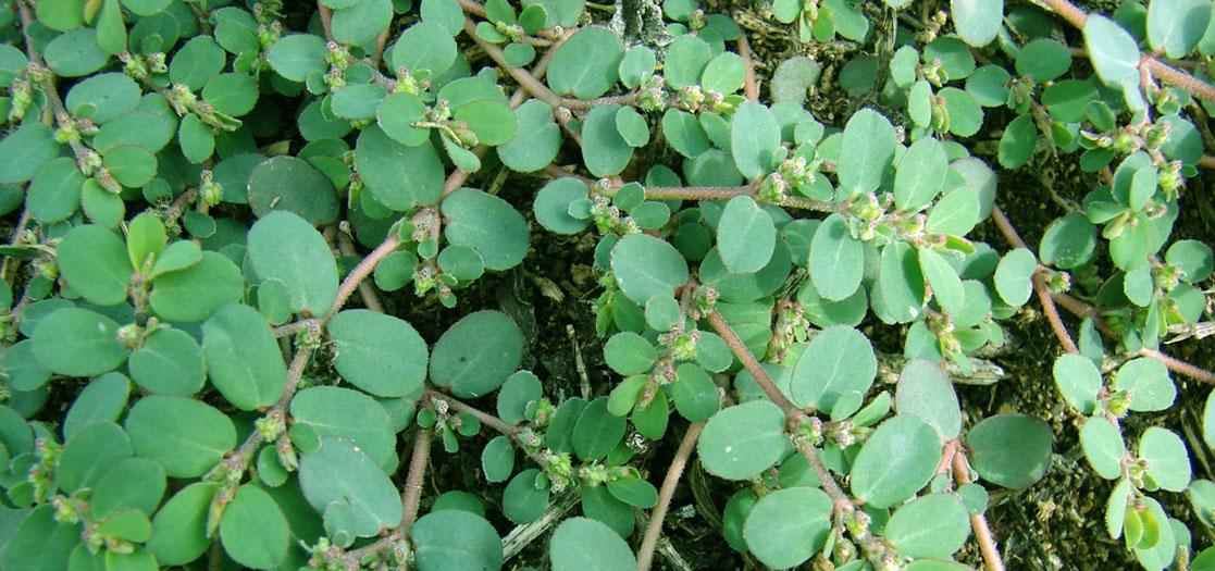 Euphorbia Prostrata