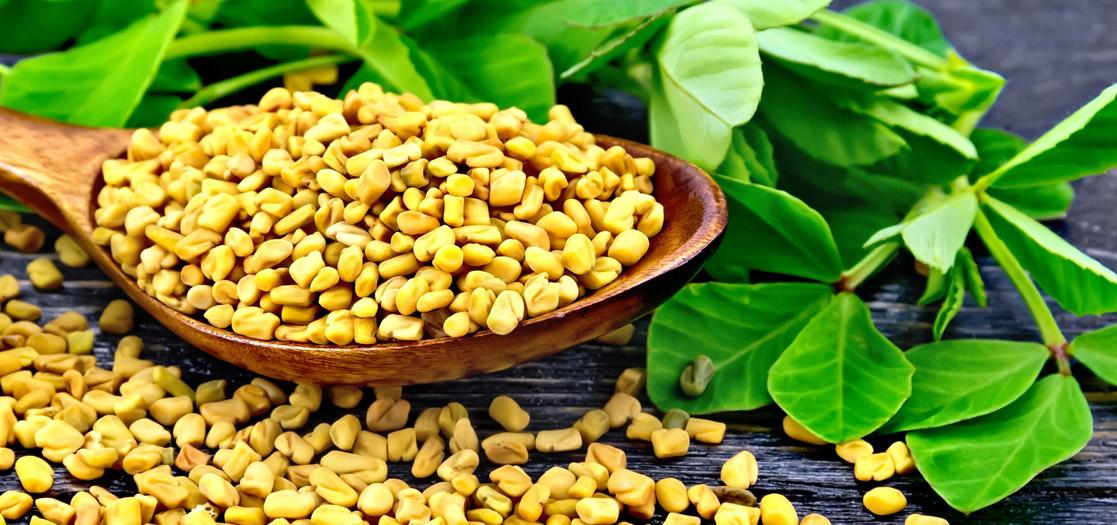 Fenugreek