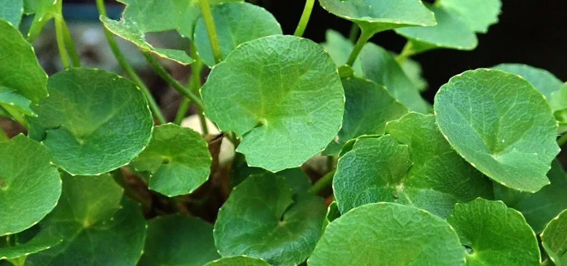 Gotu Kola