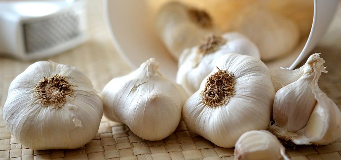 Garlic